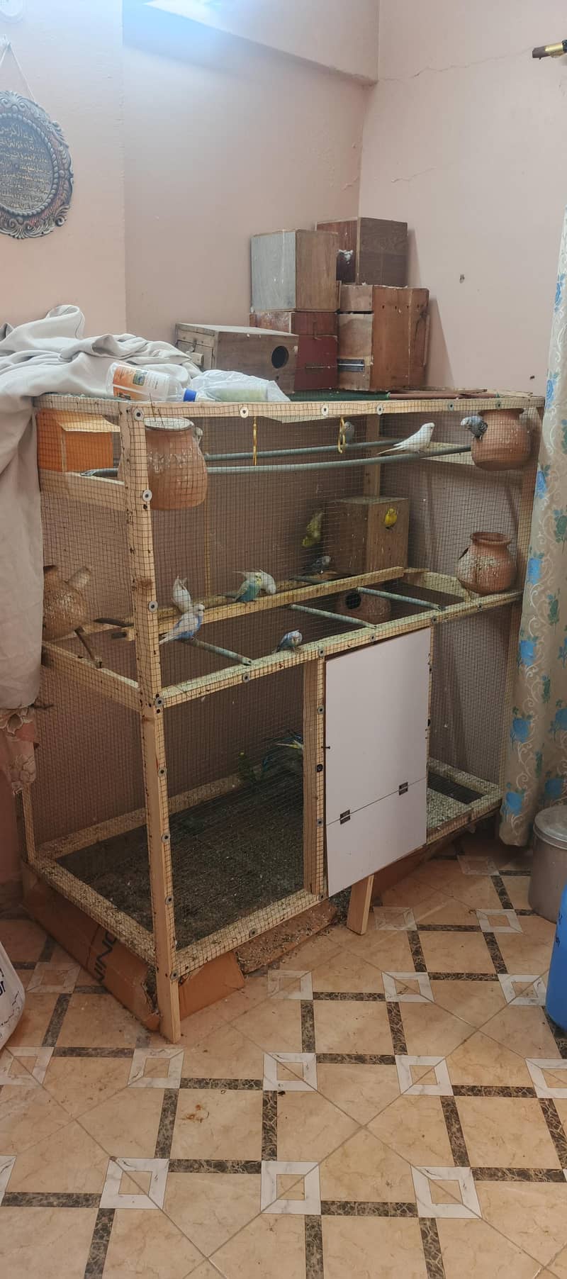 birds setup 0