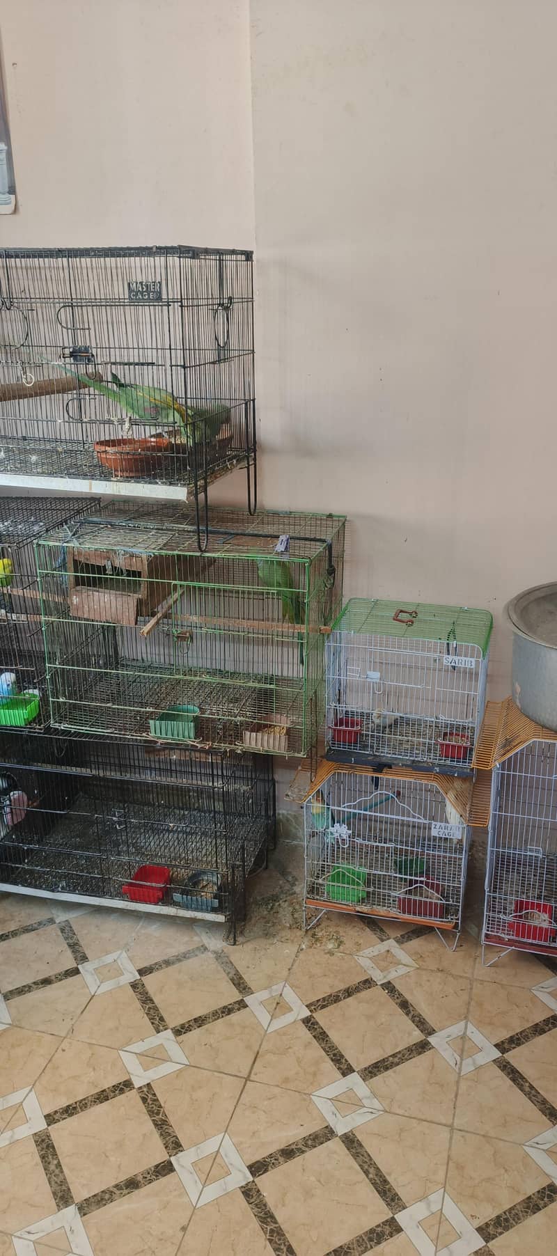 birds setup 1