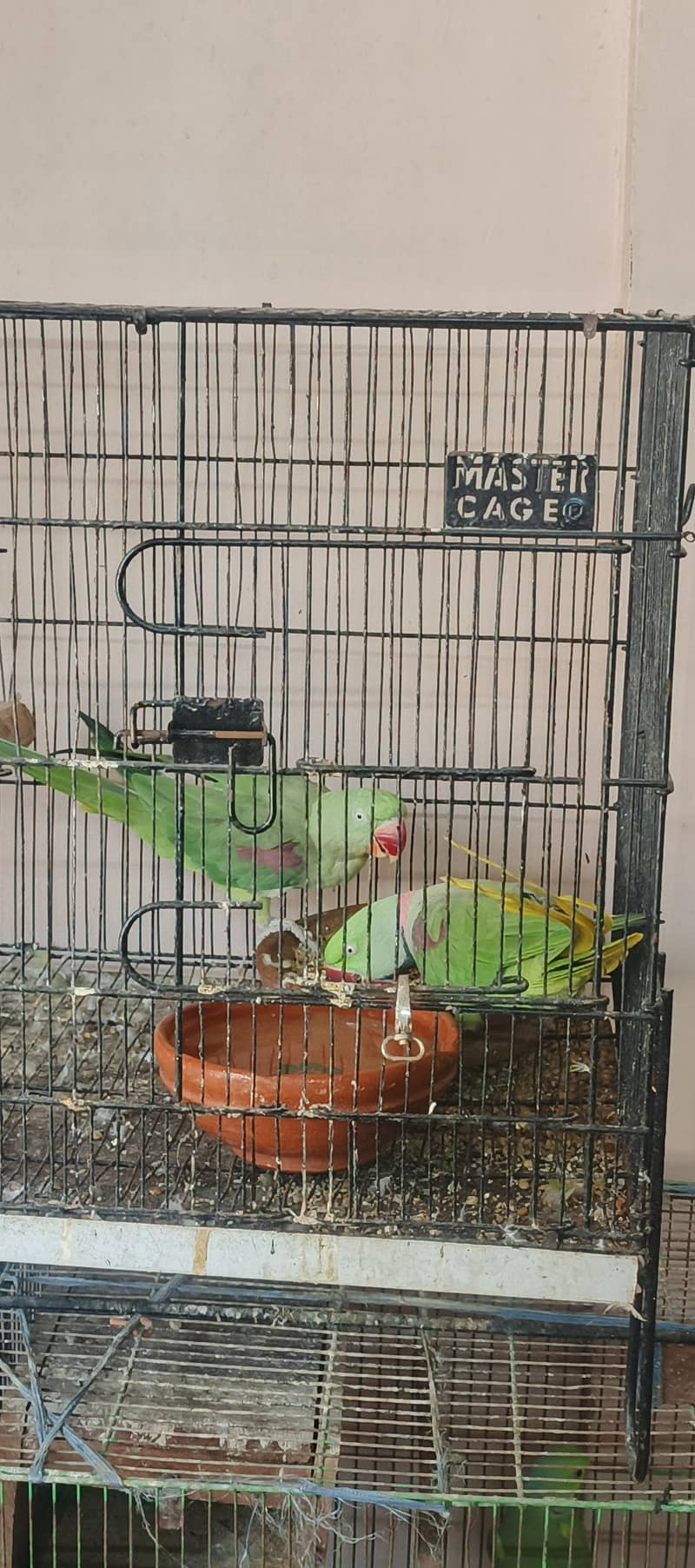 birds setup 2