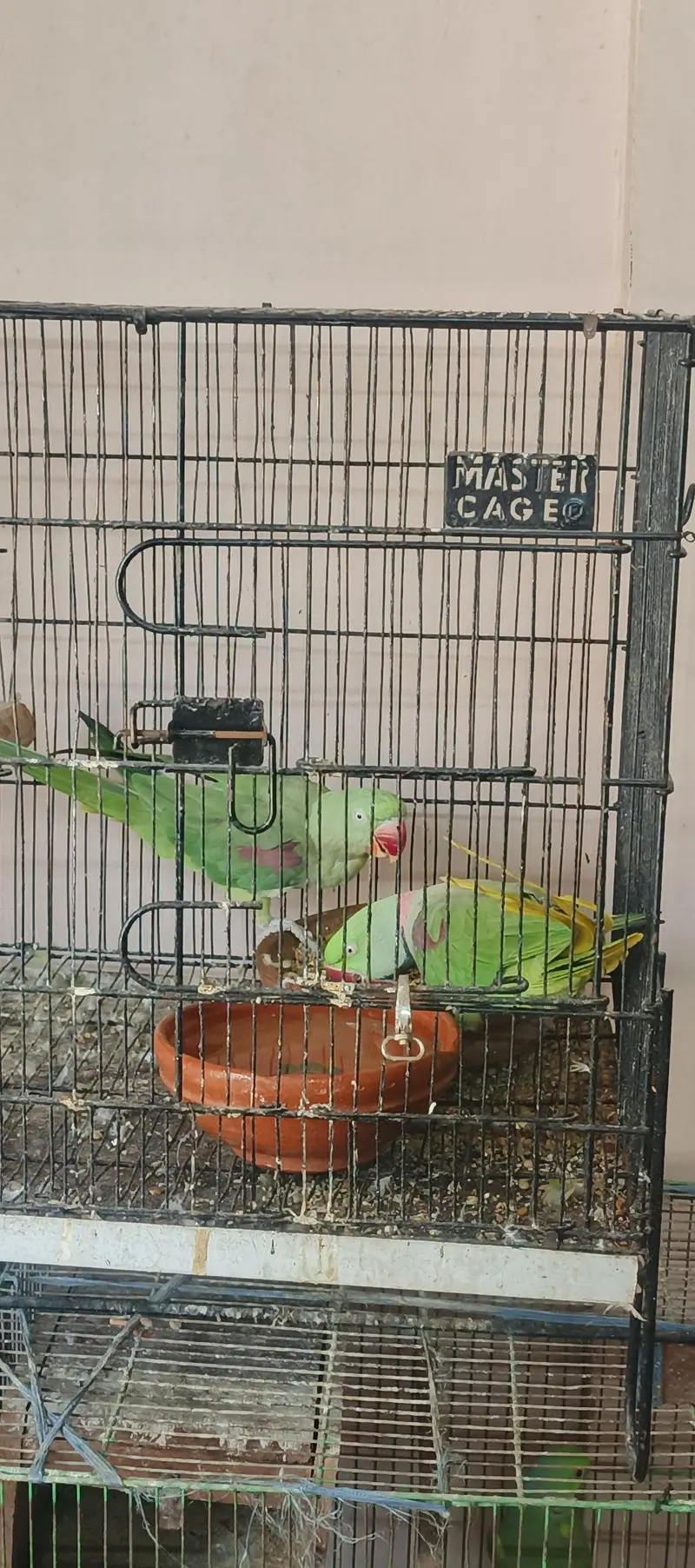 birds setup — photo 3