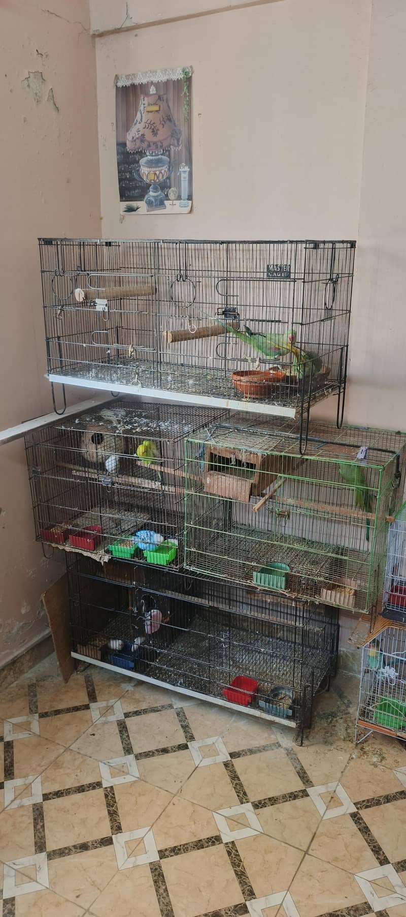 birds setup 3