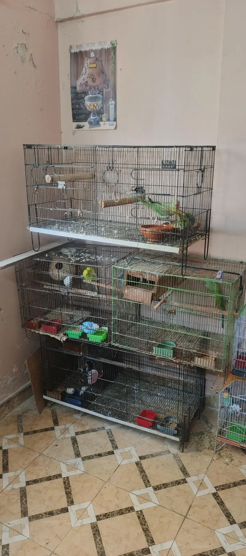 birds setup — photo 4