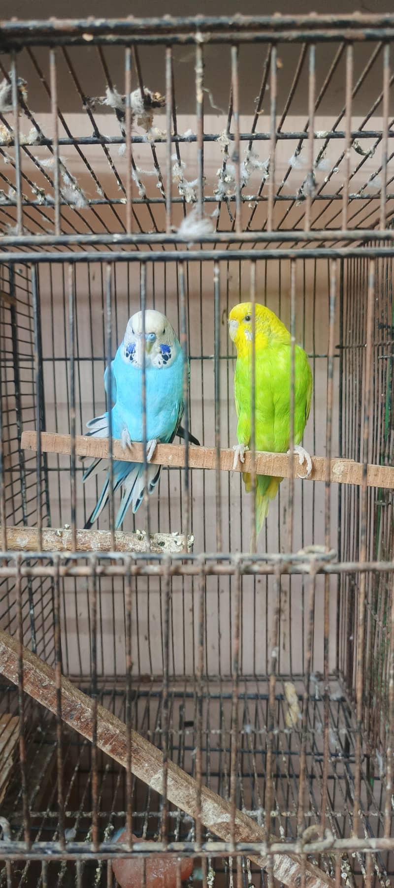 birds setup 4