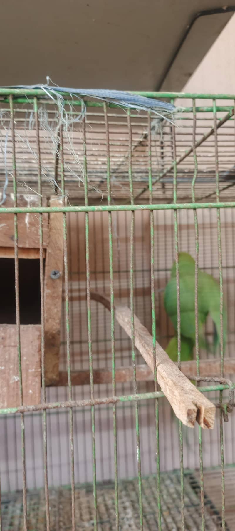 birds setup 6