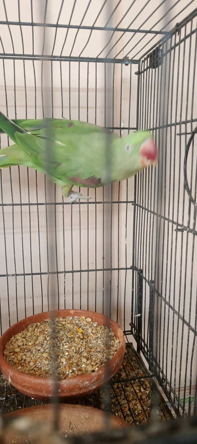 birds setup 7