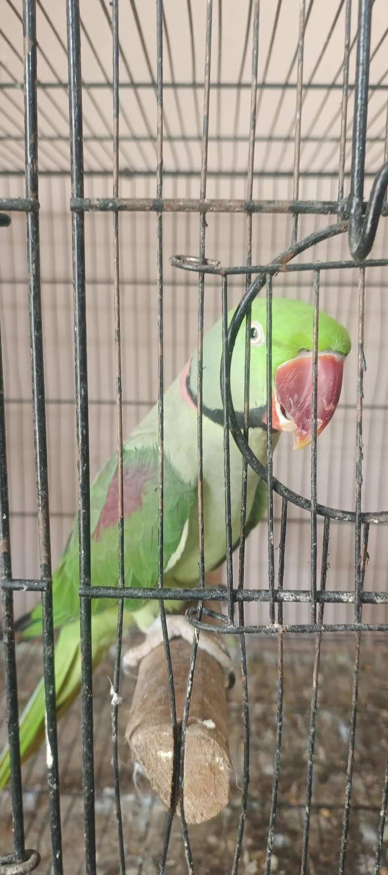 birds setup 8
