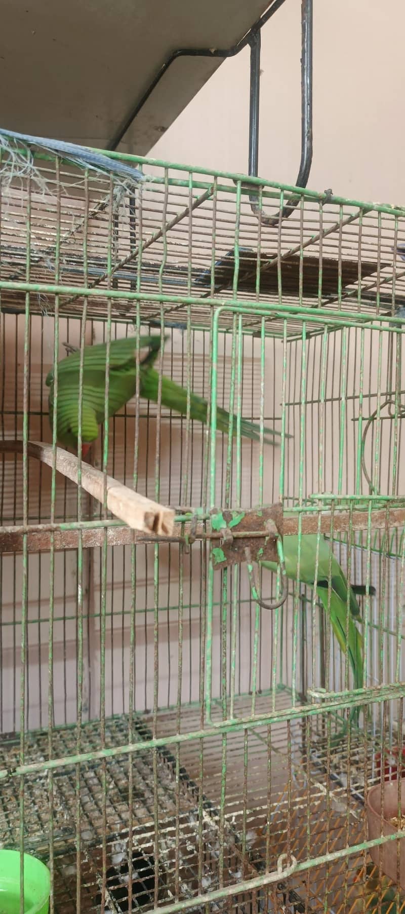 birds setup 9