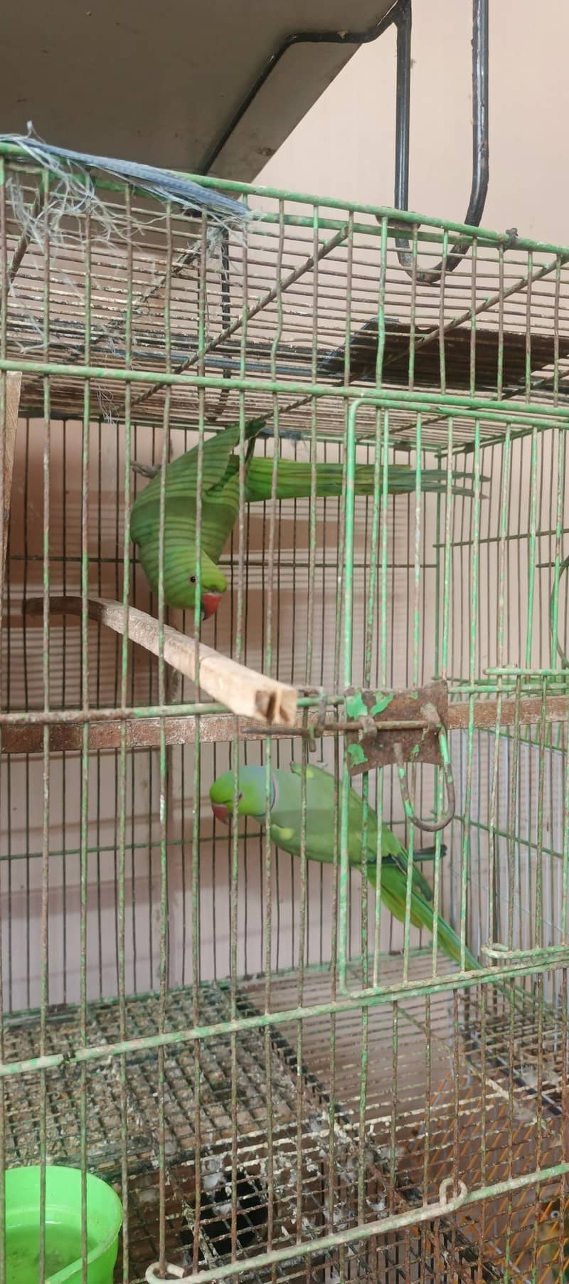 birds setup 10