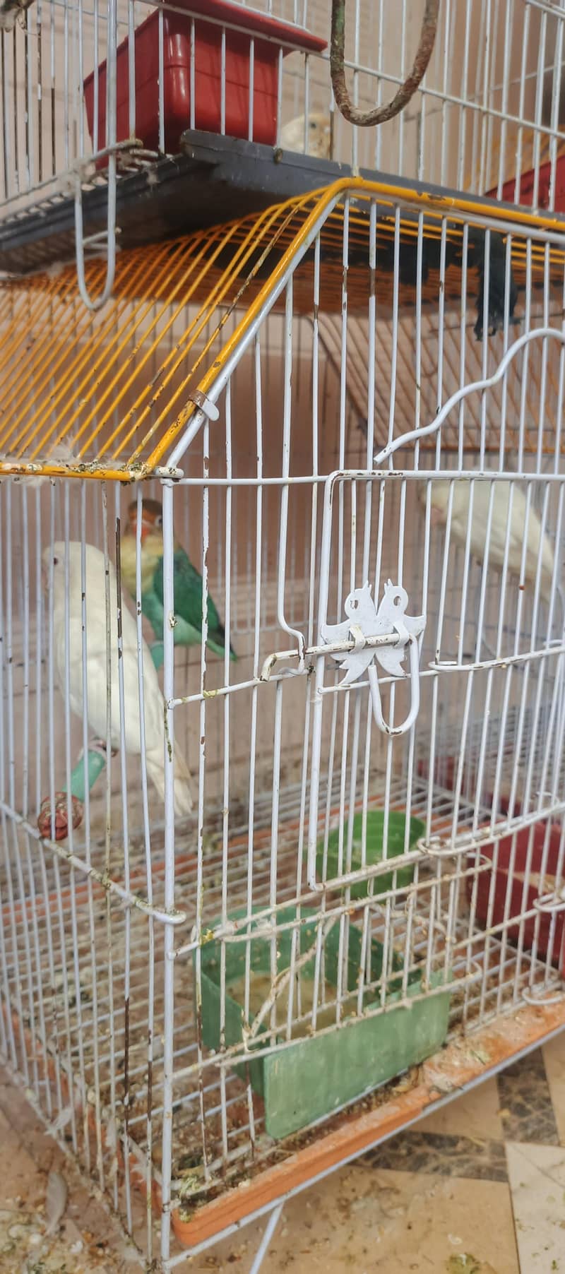 birds setup 12