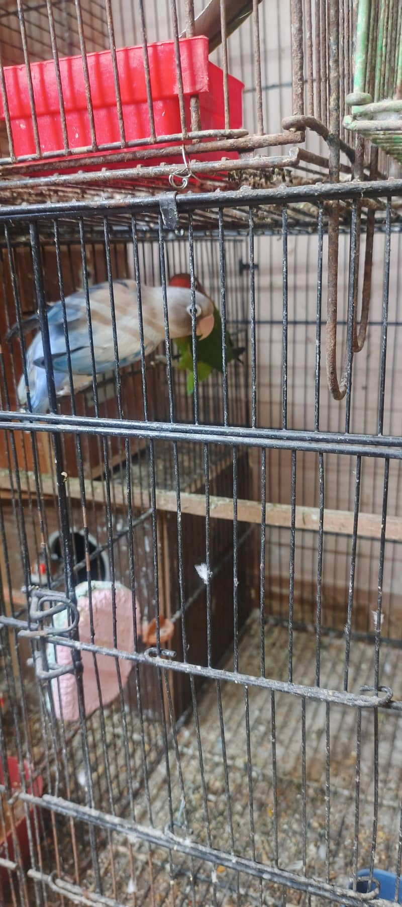 birds setup 13