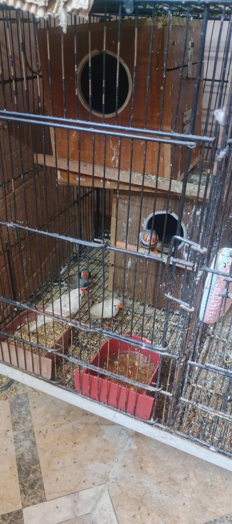 birds setup 15