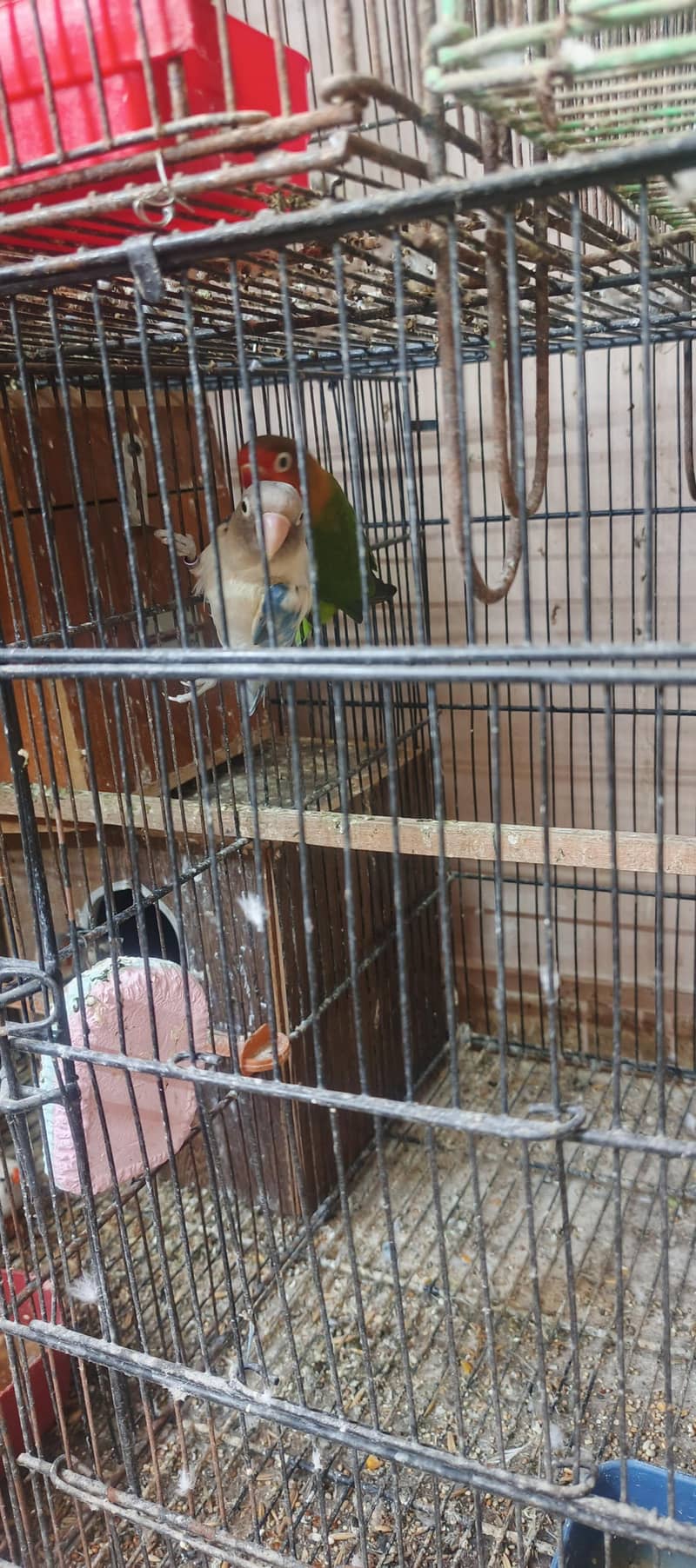 birds setup 16