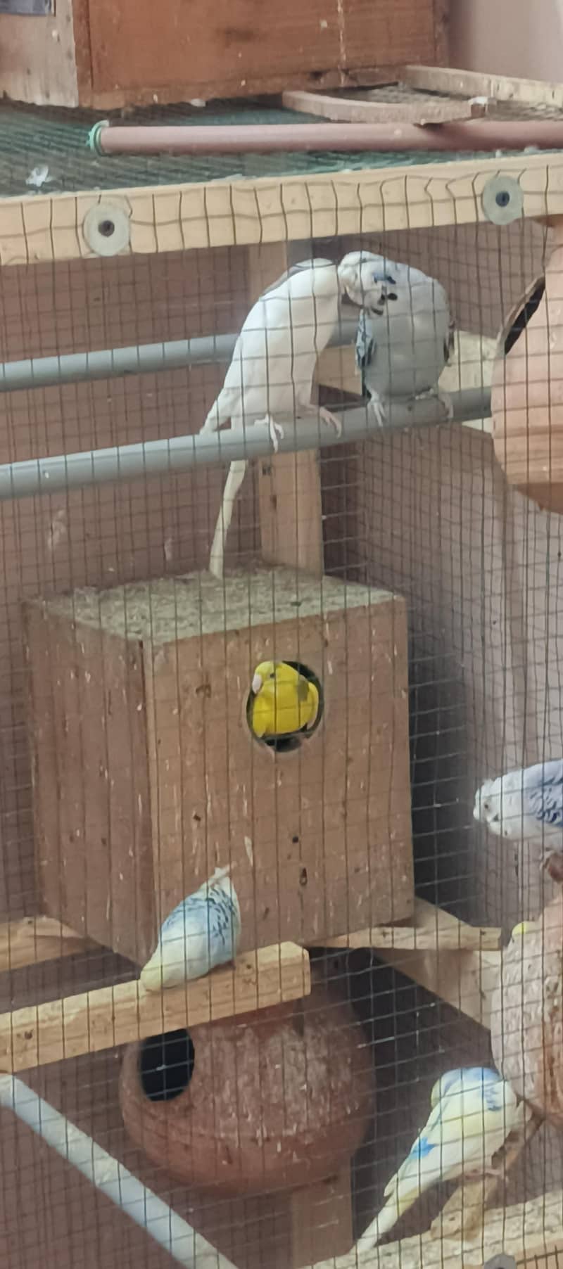 birds setup 19