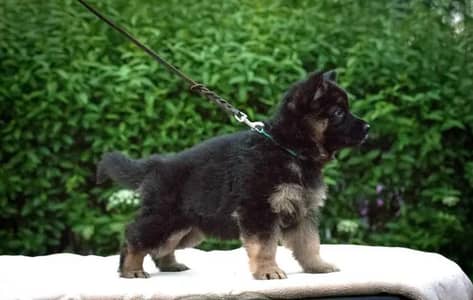 germanshepherd long coat puppies 03199621104