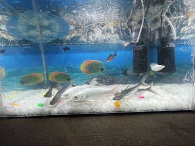 Beautiful new aquarium with 18 pcs fish