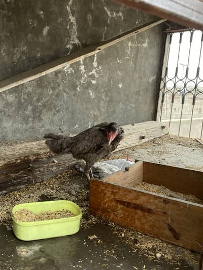 Aseel for sale