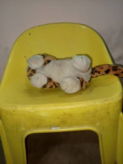 cat teddy