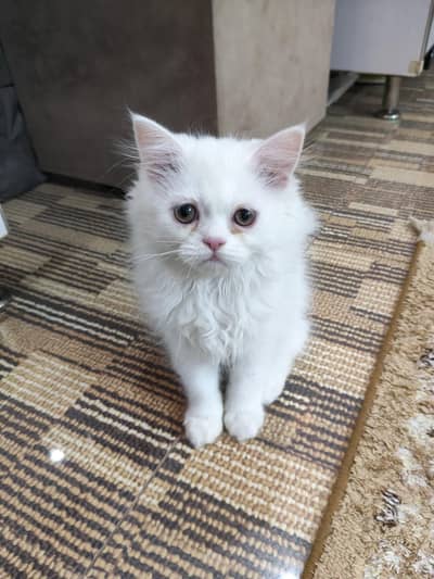 beautiful white male kitten for sale