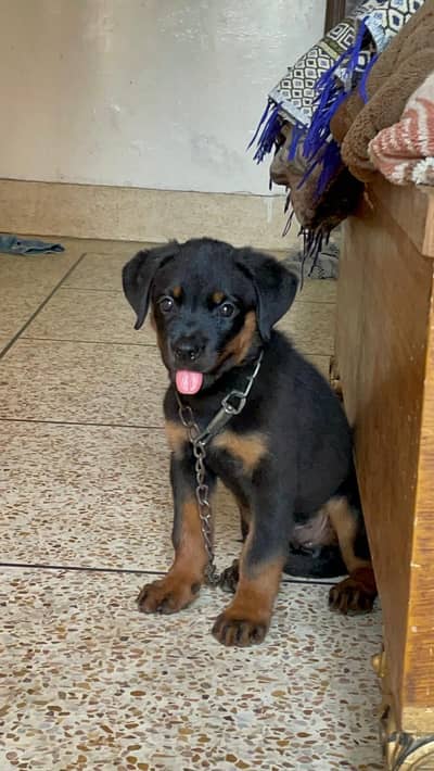 rottweiler female puppy