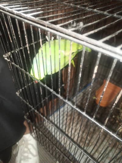 green perrot