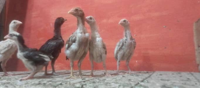 aseel chick mian wali or jawa baby for sale