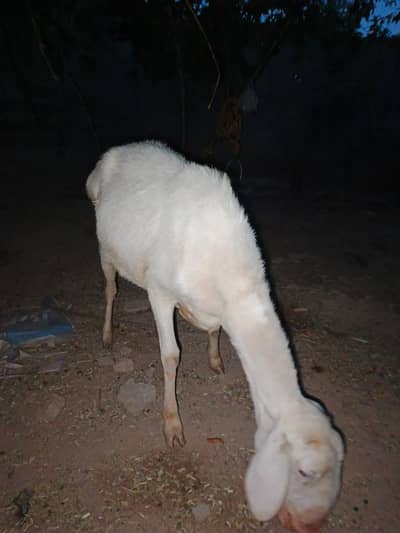 sheep dumbi female