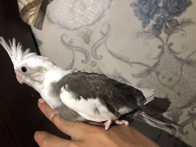 V pied cocktail