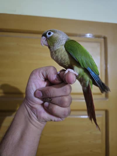 Super handtame Pineapple conure