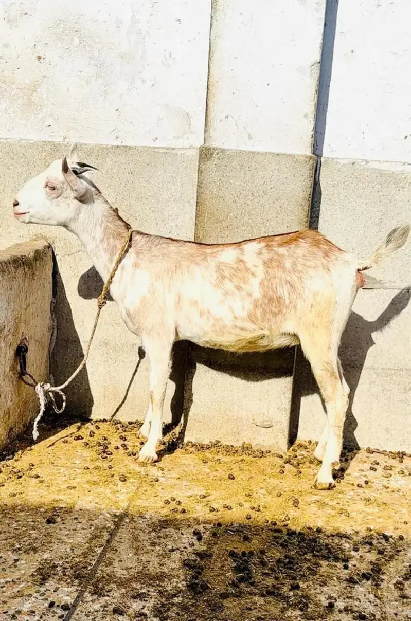 barbari bkri