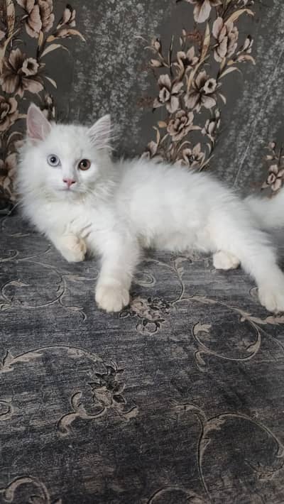 Stunning Pure White Persian Kitten with Rare Odd Eyes