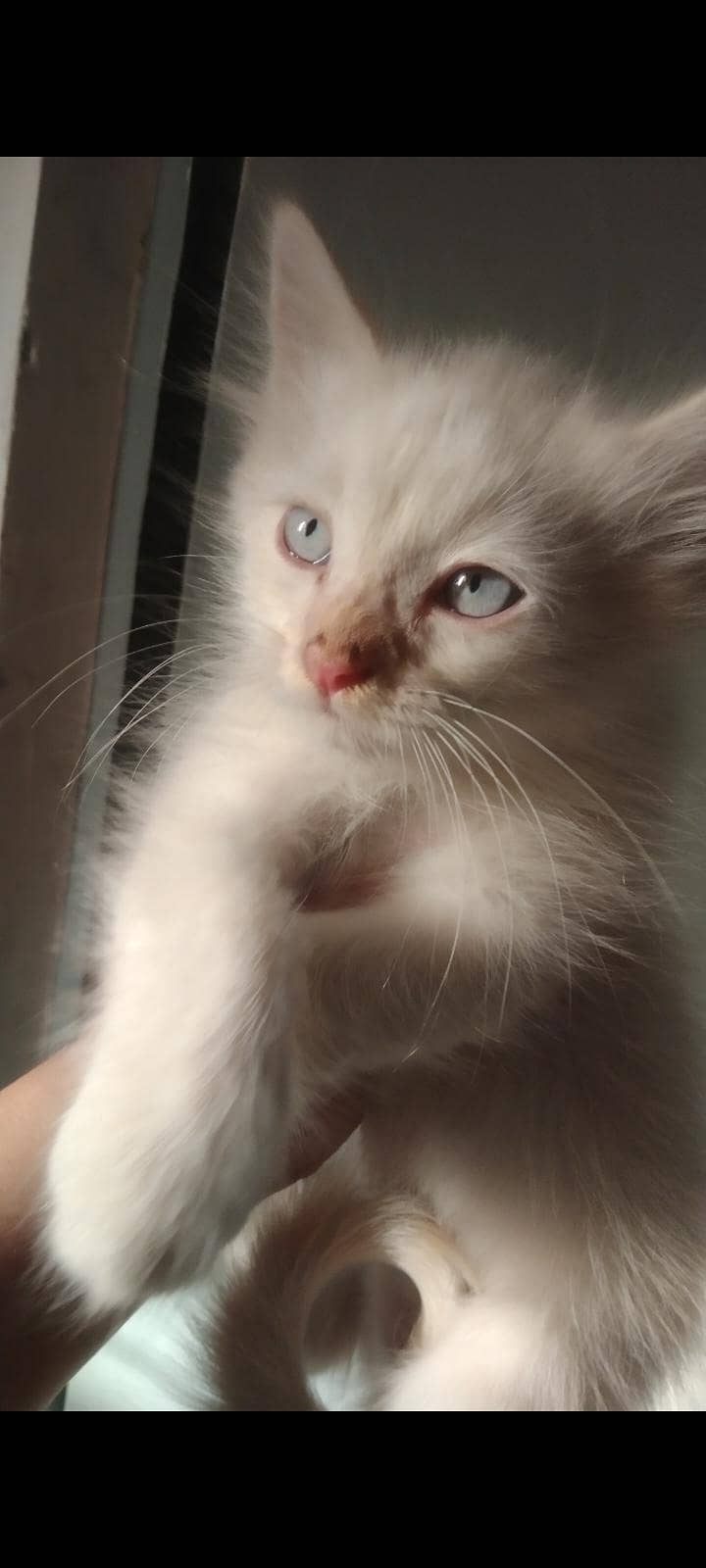 Persian kitten 1