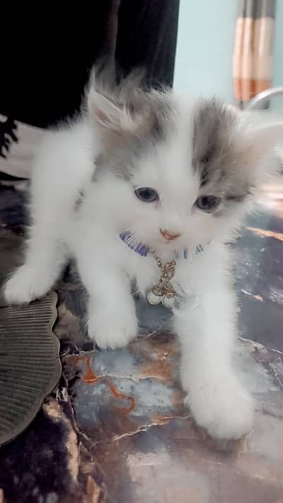 Persian Cat