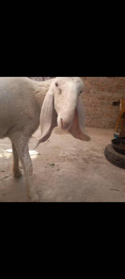 kaki sheep, bhair