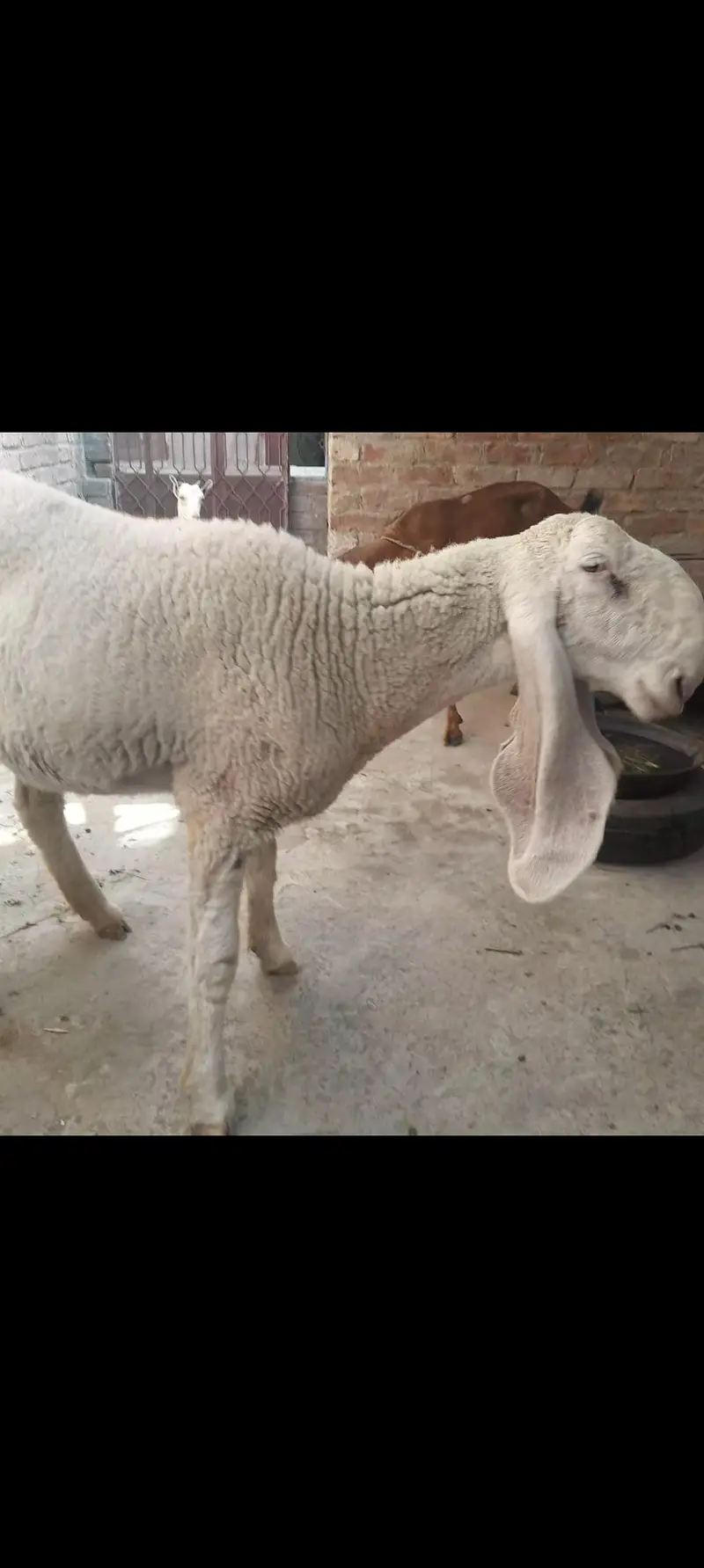 kaki sheep, bhair — photo 2