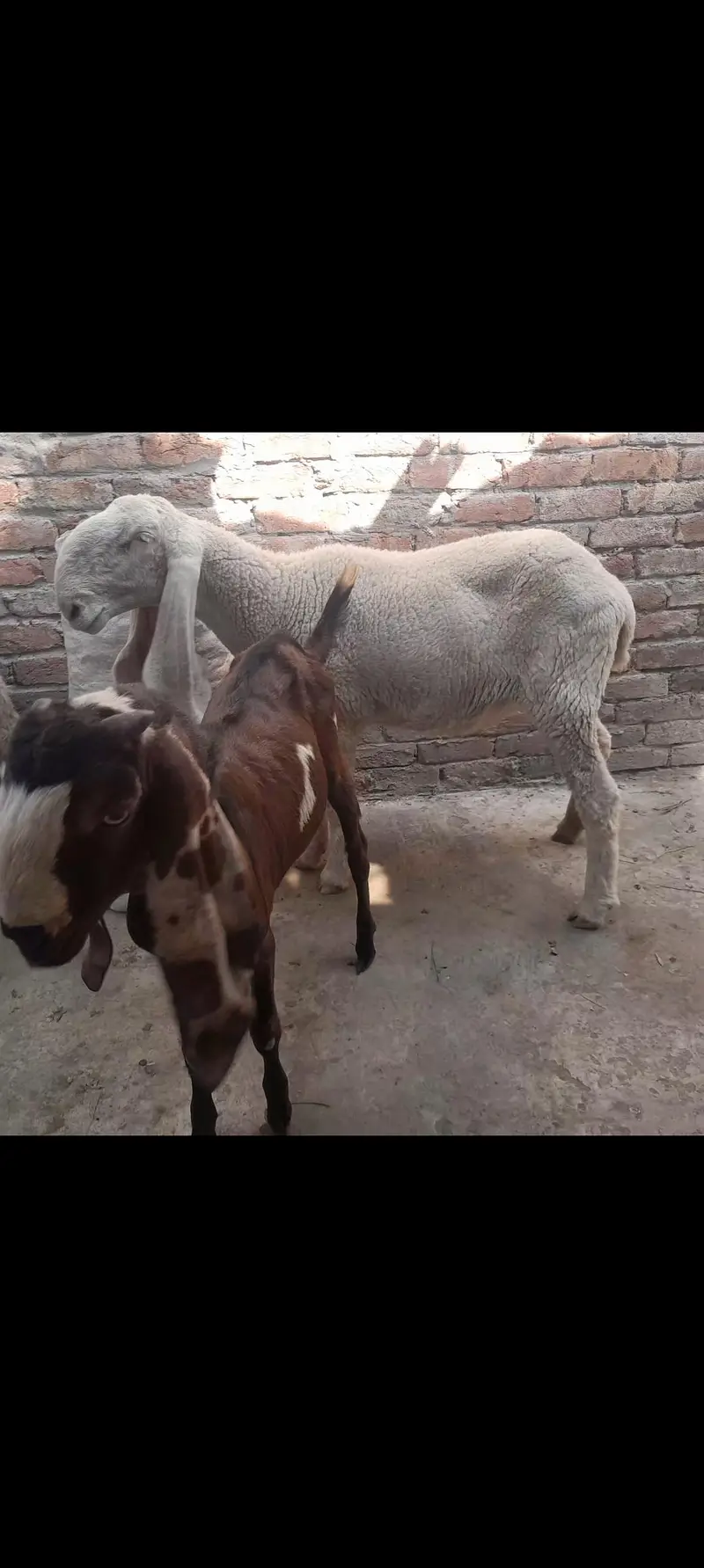 kaki sheep, bhair — photo 3