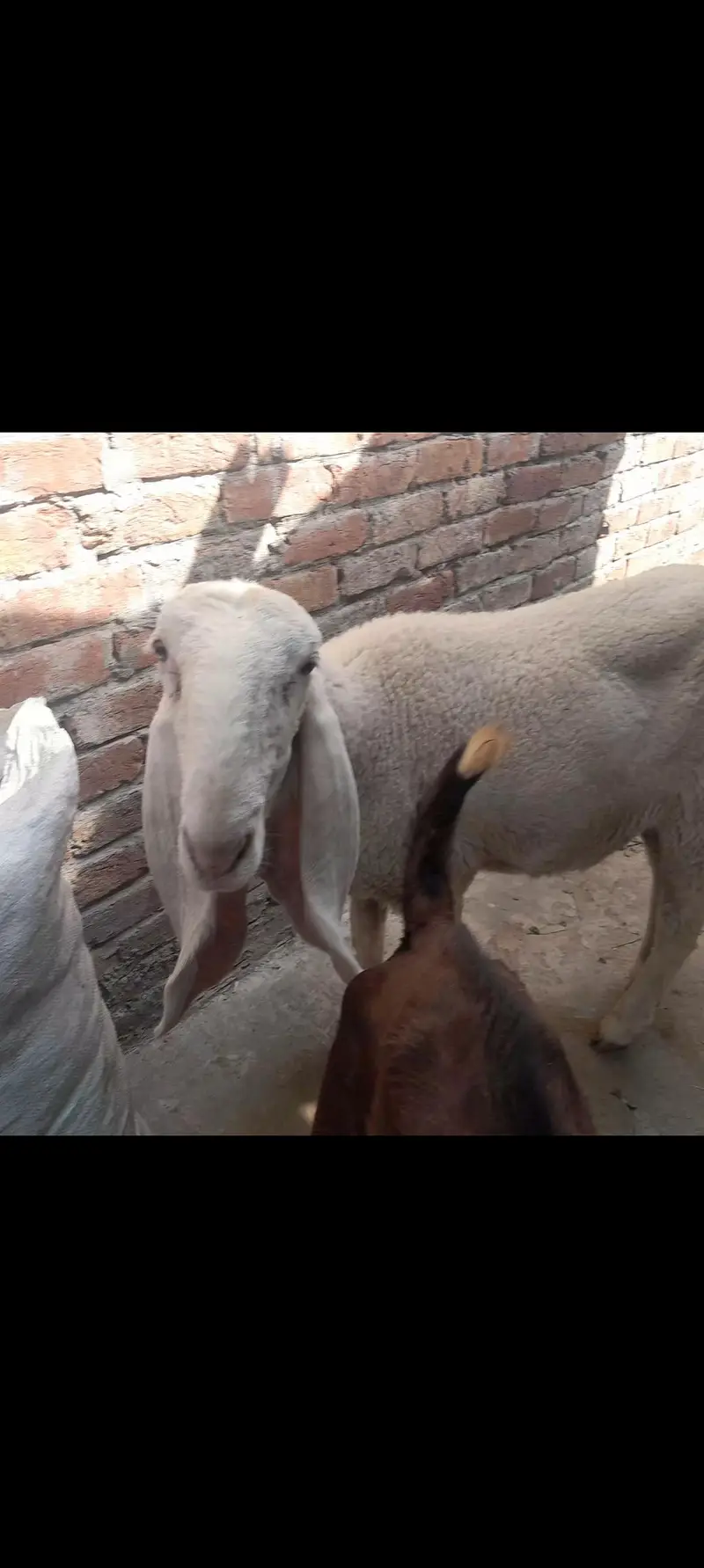 kaki sheep, bhair — photo 4