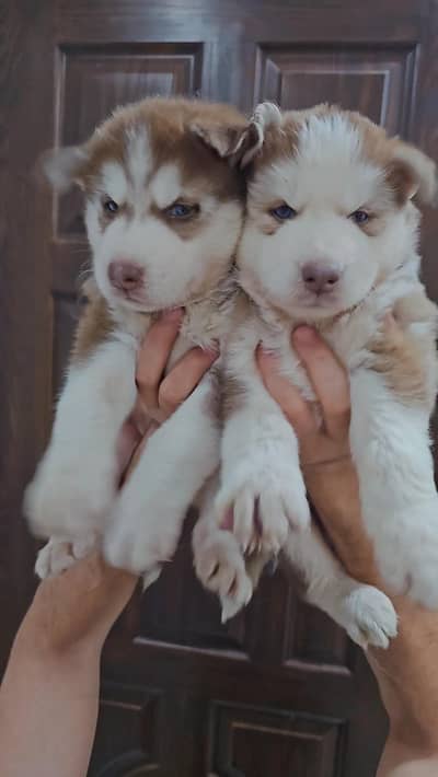 Siberian husky puppies | husky dog