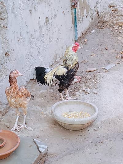 Asil murghi murgh