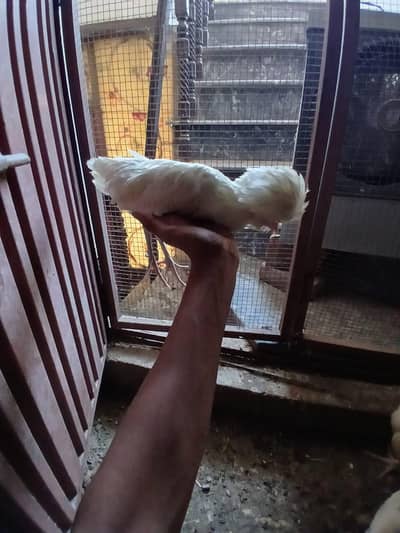 Polish pair + bantom pair + golden buff male + aseel pair 03264967040