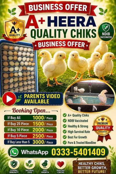 A+ Quality Heera Aseel Chiks - Parents Video Available