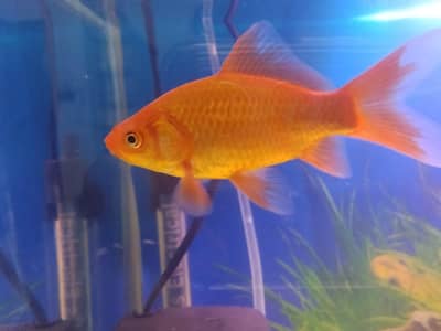 Koi & Goldfish avalible mix size and colors starting from 200-1500 pc