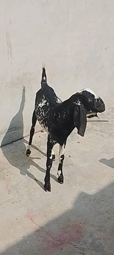 bakra