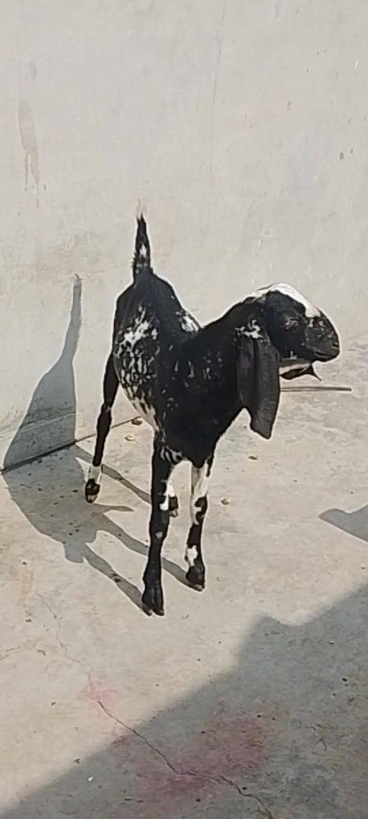 bakra 0
