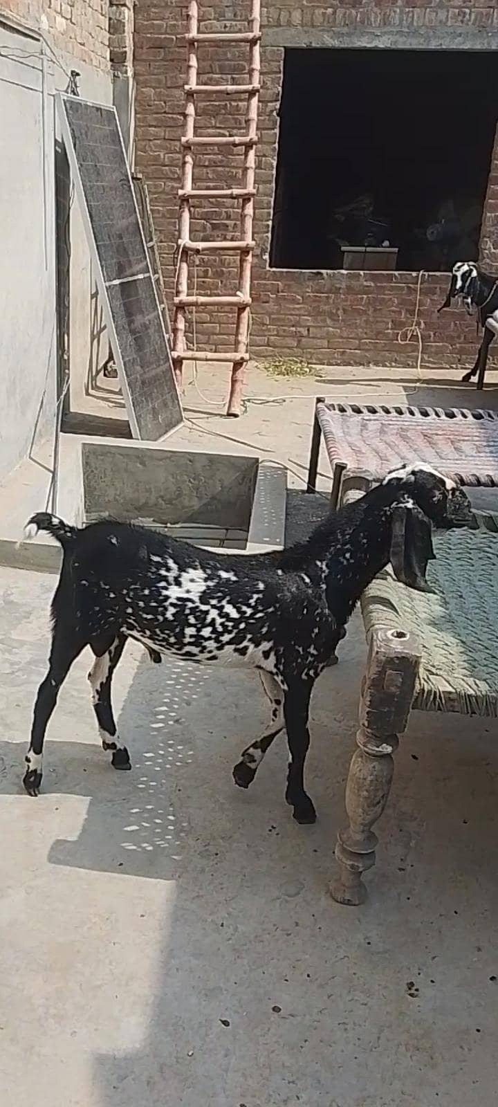 bakra 1