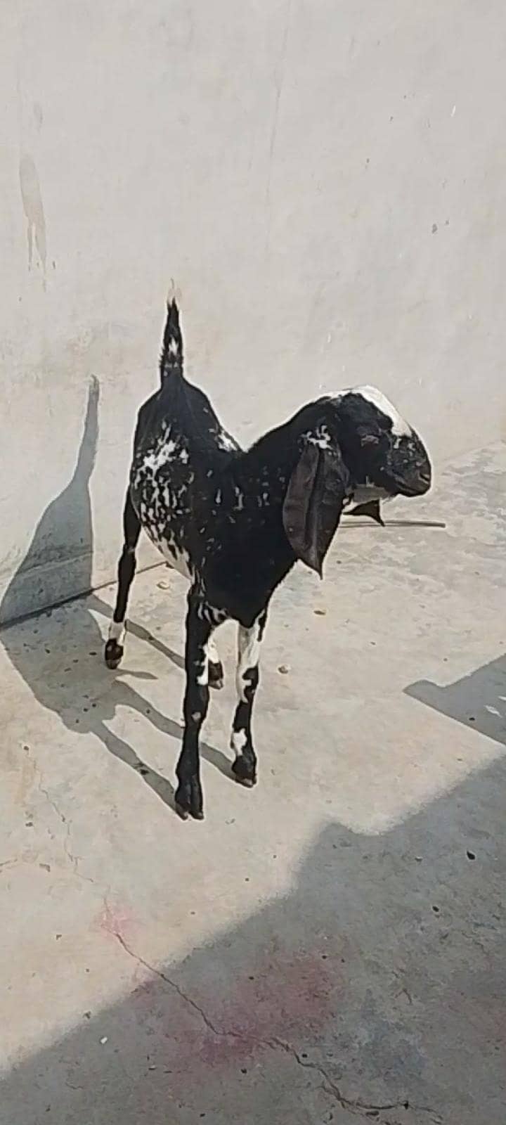 bakra 2