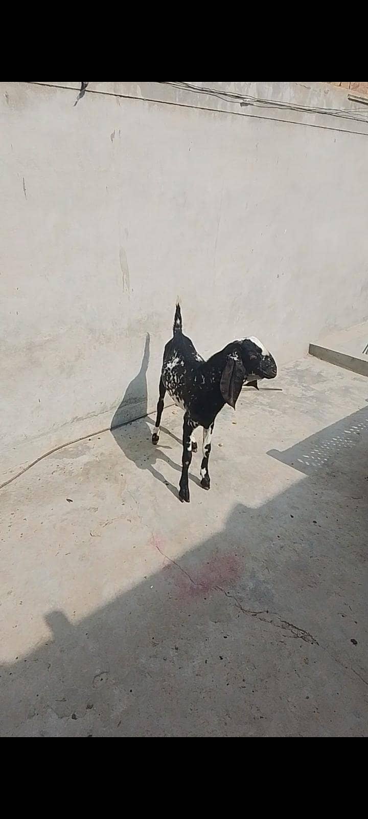 bakra 3