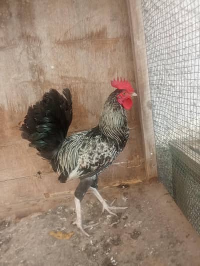1 healthy misri murga aur 2 egg lying hen for sell