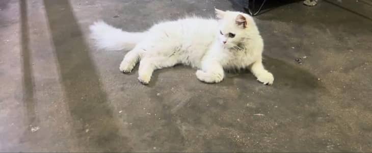 Pure Persian Beautiful Cat For Sale