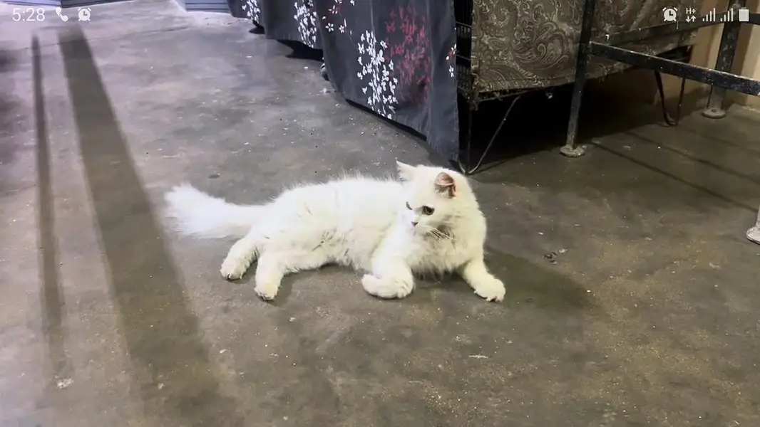 Pure Persian Beautiful Cat For Sale — photo 2