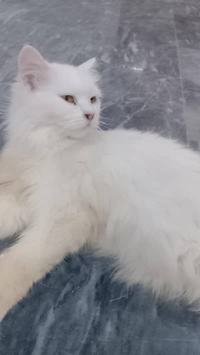 I sale My beautiful Persian Female Cat Adult